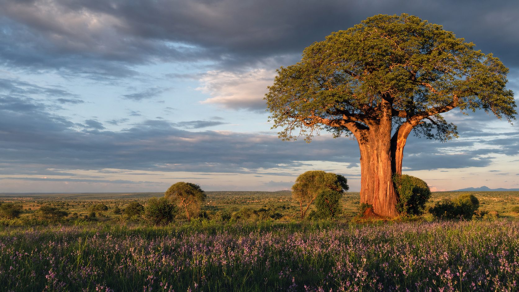 Baobab en fleurs sous une lumière dorée